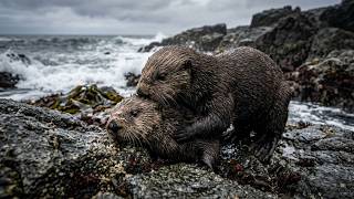 The Dark Side of Otters