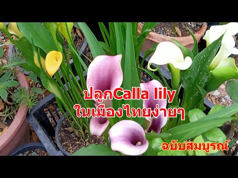 วีดีโอ: Calla Lily Flower Seeds - เคล็ดลับในการปลูกเมล็ดพันธุ์ Calla Lilies