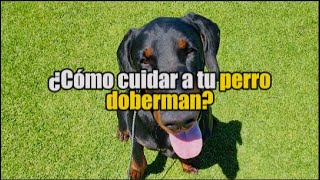 Como cuidar a tu perro DOBERMANALFADOG #doberman #dogtraining #doglover