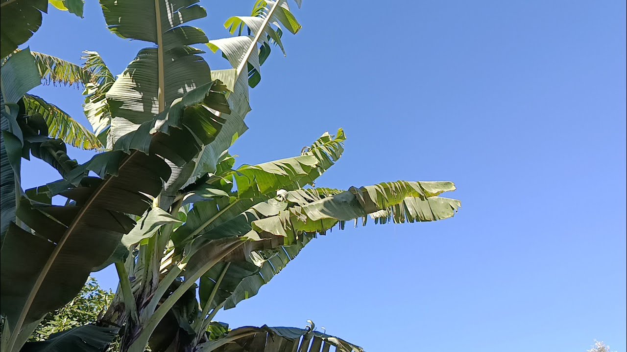 Slow Life on a Tiny Village Farm in Kenya (Live)