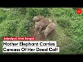 Mother Elephant Carries Carcass Of Her Dead Calf In North Bengal For Two Days