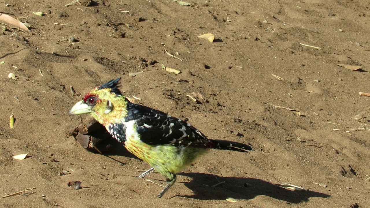 Crested Barbet, KNP 