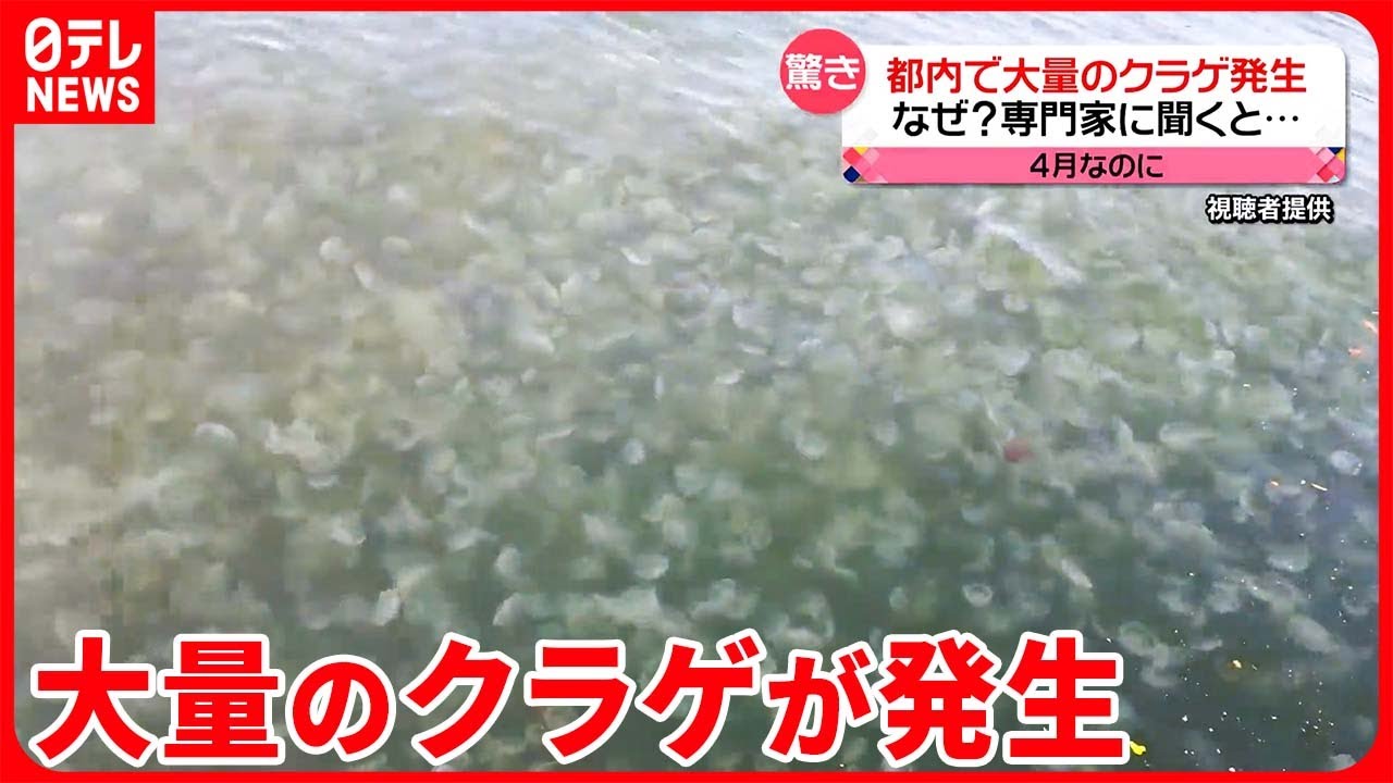 クラゲ 大量 発生