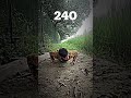 500 push up day 25/30 #pushup #pushups #pushupchallenge #shorts #shortsfeed #shortsvideo