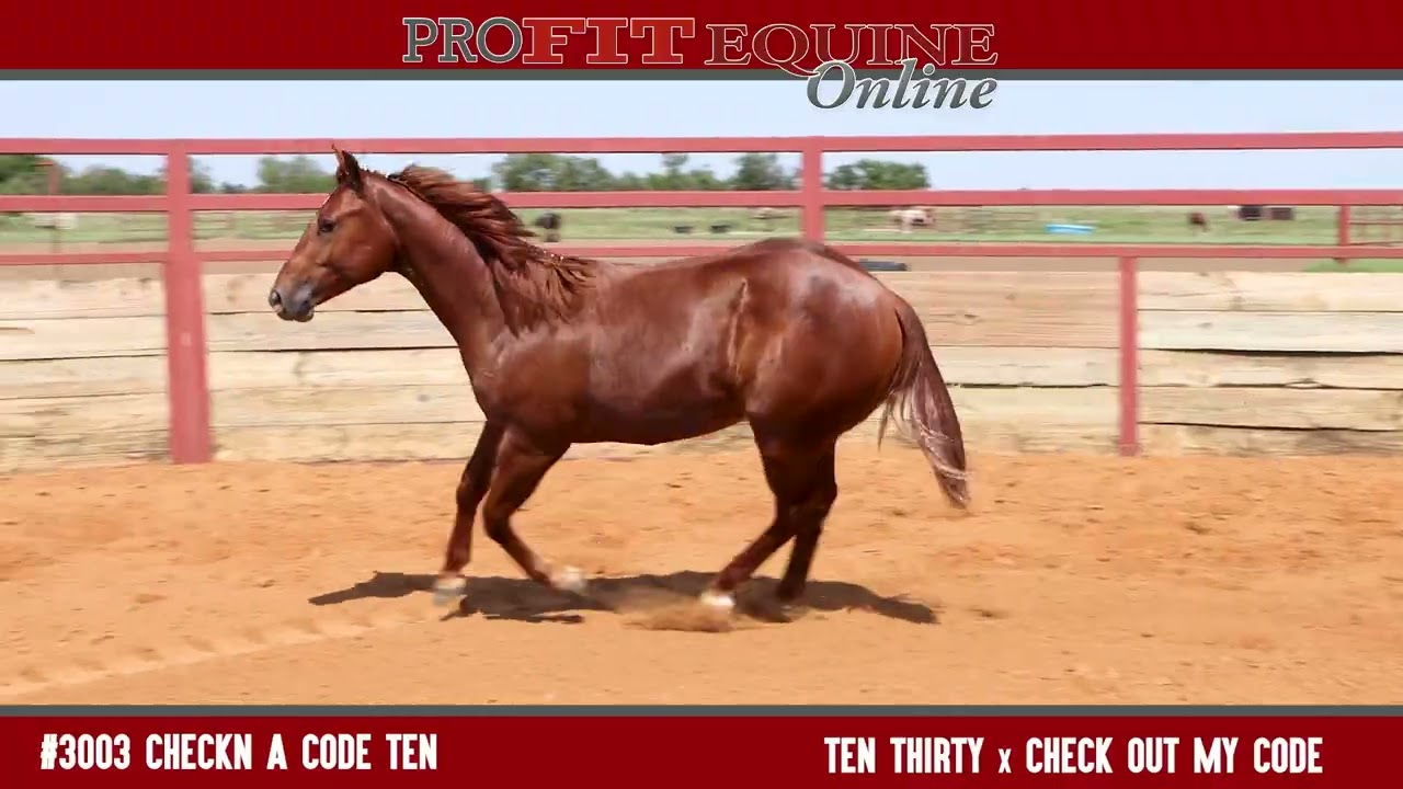 3003 CHECKN A CODE TEN - PRO FIT EQUINE ONLINE MIX SALE