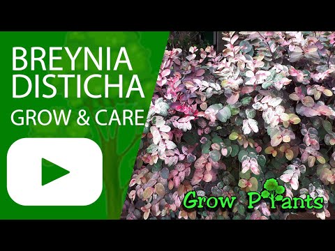 Breynia disticha - grow & care (Snow bush plant)