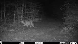 Trailcam Check #10 Vermont 2023 with Moose