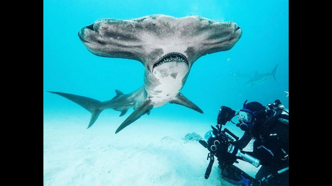 Wildlife Adventures and Filming with Filipe DeAndrade