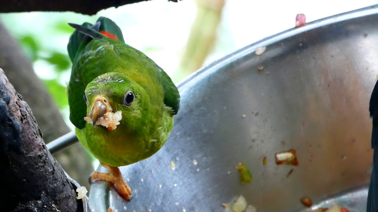 essendes Blaukrönchen (Loriculus galgulus) Blue-crowned hanging parrot Zoo Schönbrunn Serindit fz82