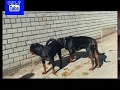 كيف يتزوج كلب روت وايلر How  rottweiler Get married