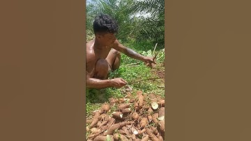 Harvesting cassava part 407 #shorts #farming #cassava #nature  #cassavaroots #cassavafarming