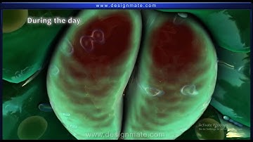 Class 10th  Life Process  Transpiration and Guttation
