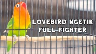 Lovebird APA SAJA Langsung FULL EMOSI NAYUT GACOR dan NGETIK NGEKEK PANJANG