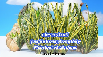 Cây lưỡi hổ - ý nghĩa phong thuỷ - cách trồng và công dụng