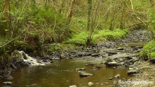 Step into the tranquility of this forest scene with a stream running
through it and sound water flowing by. nature sounds abound w...