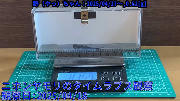 【Memorandum】 2025年04月18日 RPi-Cam-Web-Interfaceを用いたニホンヤモリのTimelapse観察