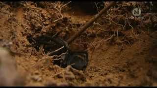 Tarantula - Pavúk všetkých pavúkov Austrálie