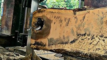 Unexpected surprise while sawing hollow teak logs at the sawmill