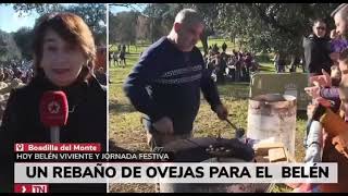 Ovejas bombero y belén viviente en la finca La Milagrosa by AyuntamientodeBoadilladelMonte 42 views 5 months ago 1 minute, 23 seconds