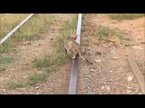 Kitten vs Cobra