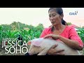 Kapuso Mo, Jessica Soho: Baboy o ako?