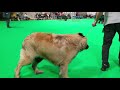 Crufts 2019 Estrela Mountain Dog Post Graduate Class の動画、YouTube動画。