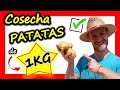 🥔🥔 Cuando COSECHAR PATATAS ⭐ SUPER COSECHA⭐