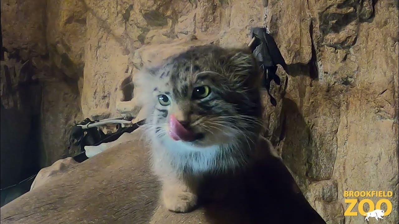 Pallas's Cat at Desert's Edge 