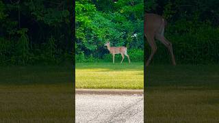 my my how you've changed.... #bambi #deer #deer