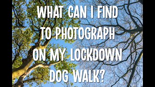 What can I find to photograph on my lockdown dog walk?