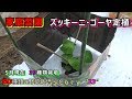 【家庭菜園】5月の野菜の様子！ズッキーニ・ゴーヤ定植＜保水・防風対策＞