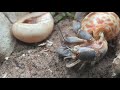 Hermit Crab Changing shells - CLOSE UP and in SLOW MOTION!