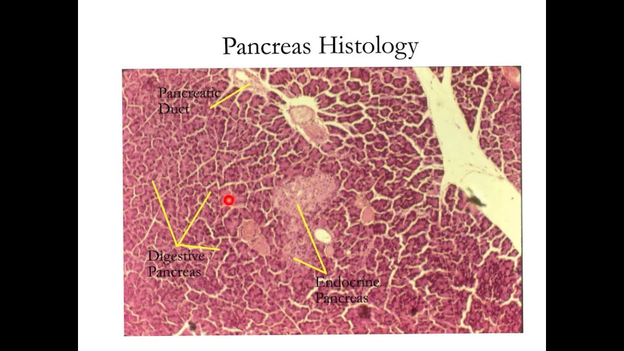 Эпителий печени и поджелудочной железы. Островки Лангерганса гистология. Островки Лангерганса поджелудочной железы гистология. Островки Лангерганса поджелудочной железы гистология препарат. Поджелудочная железа гистология.