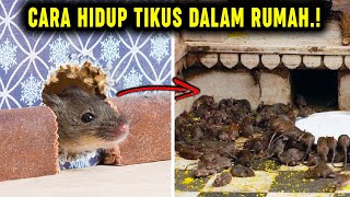 BAGAIMANA KEHIDUPAN TIKUS DALAM RUMAH.? MARI KITA TELUSURI...