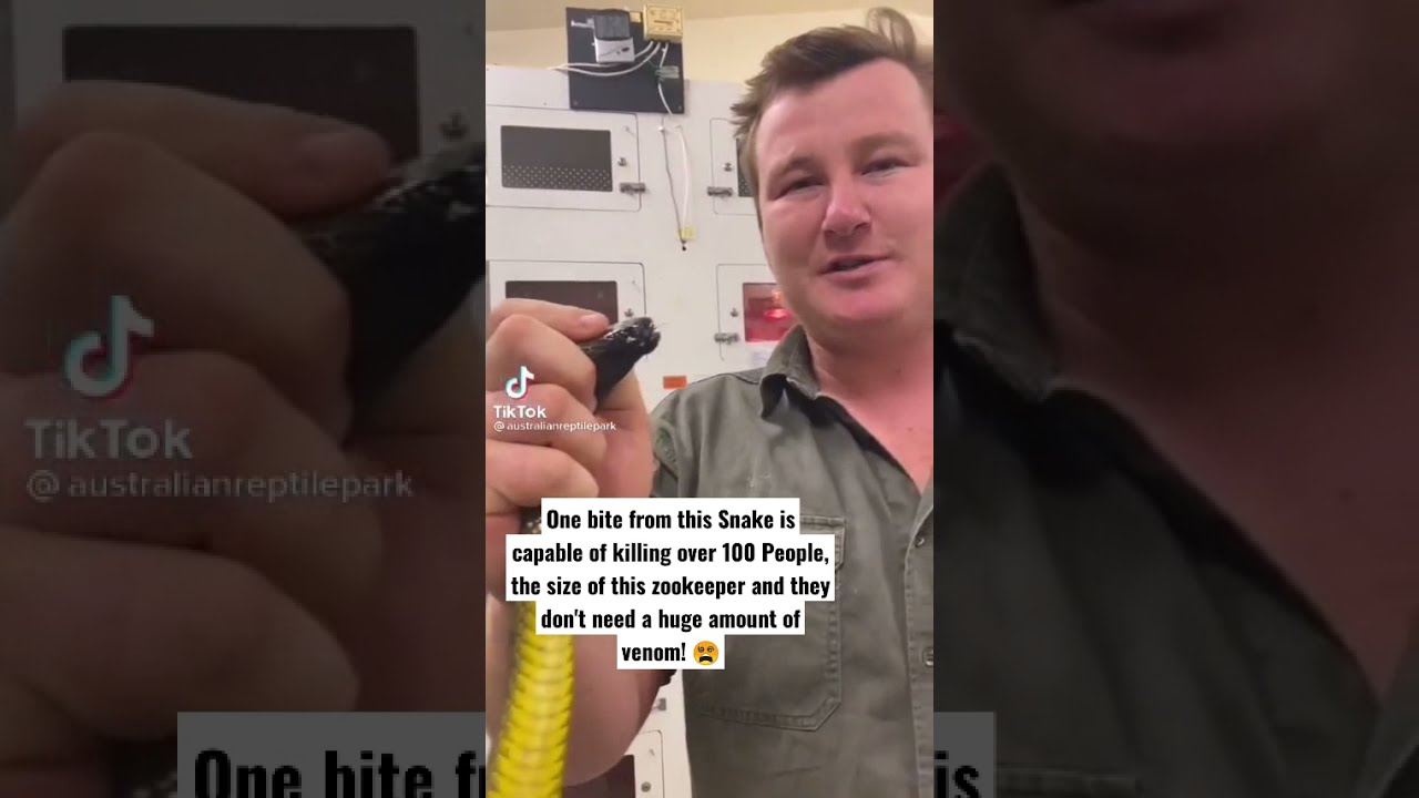 Milking Worlds most TOXIC Snake, the Inland Taipan! 😨