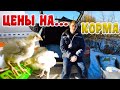 Содержание цыплят БРОЙЛЕРА//ЧЕМ КОРМЛЮ//ЛЮТЫЕ ЦЕНЫ НА КОРМА