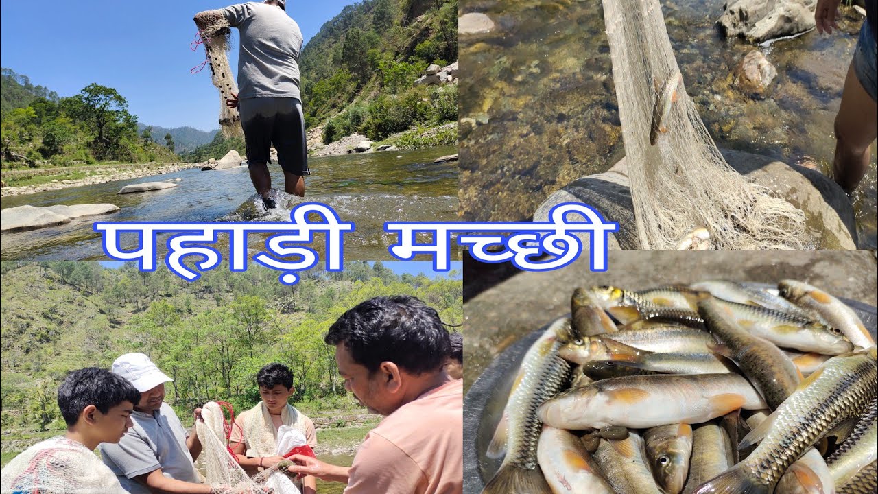 pahadi machli || पहाड़ी मछली || TRAVEL WITH DHIRU TAXI