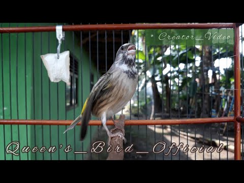 MASTERAN KENARI ISIAN MEWAH AUTO JURI TERPANAH - SUARA KENARI ISIAN CIBLEK GACOR