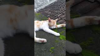 Download Lagu Story Wa Kucing Lucu MP3