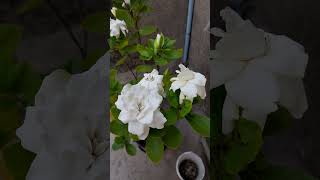 Gondhoraj flower plant #gardenia #rooftopgarden #garden