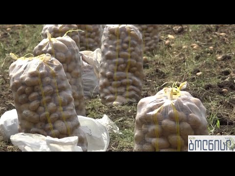 ბოლნისის ახალ კარტოფილს  მალე ადგილწარმოებისა და გეოგრაფიული აღნიშვნის დასახელება მიენიჭება