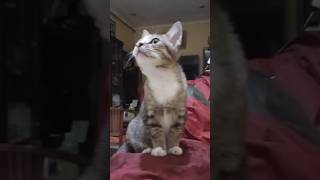#palomablanca #pus #gatos #catshorts #lovercat #kucinglucu #kucing @sriharjumi5714