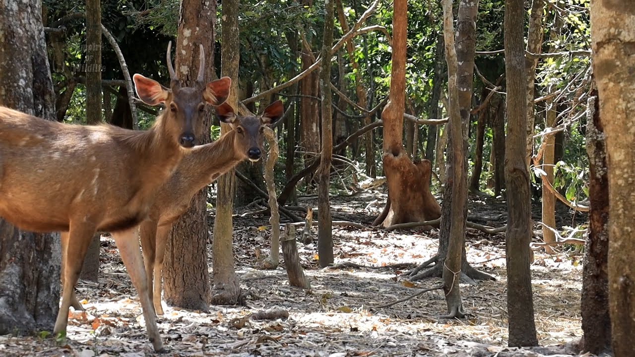 Sambar deer | Asia wildlife | Short film