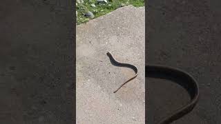 Sancsa 1 dəqə Öldürər #ilanlar #zehirliilan #snake #snakevideo