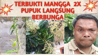 Terbukti cara membuahkan mangga yang masih kecil di polybag