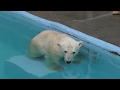 ホッキョクグマ の『バフィン』と『モモ』 (浜松市動物園) 2018年7月1日