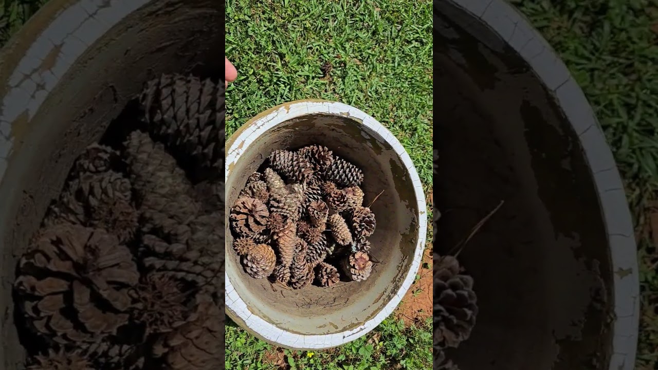 Eco-Friendly Container Gardening Hack