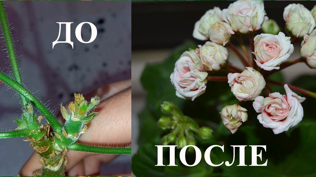 Цветочные советы от елены