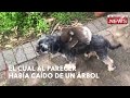 Bebé koala confunde a su mamá con un perro