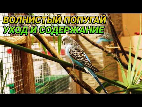 Видео: Волнистый попугай - уход и содержание в домашних условиях